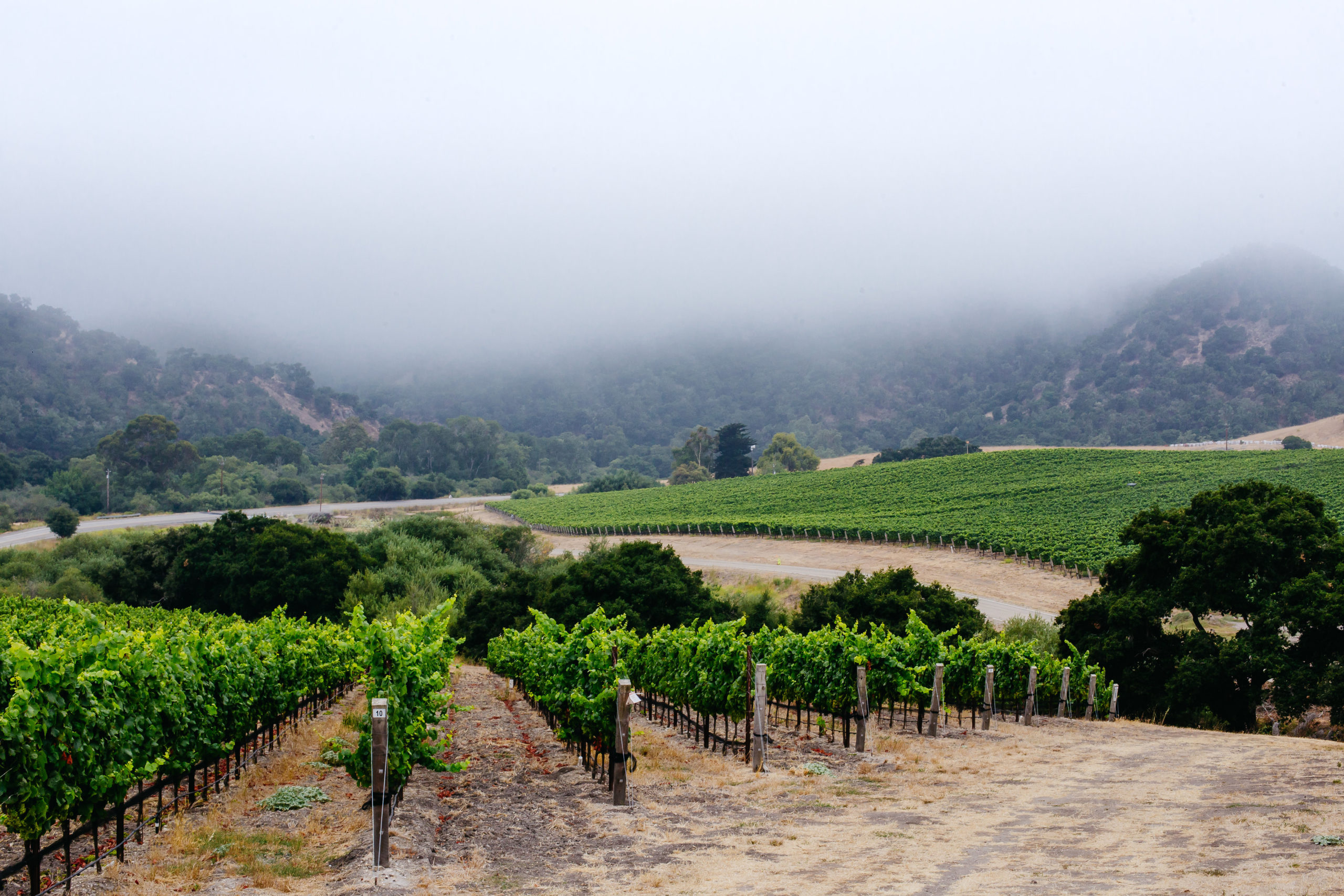 large spanish vineyard on foggy morning