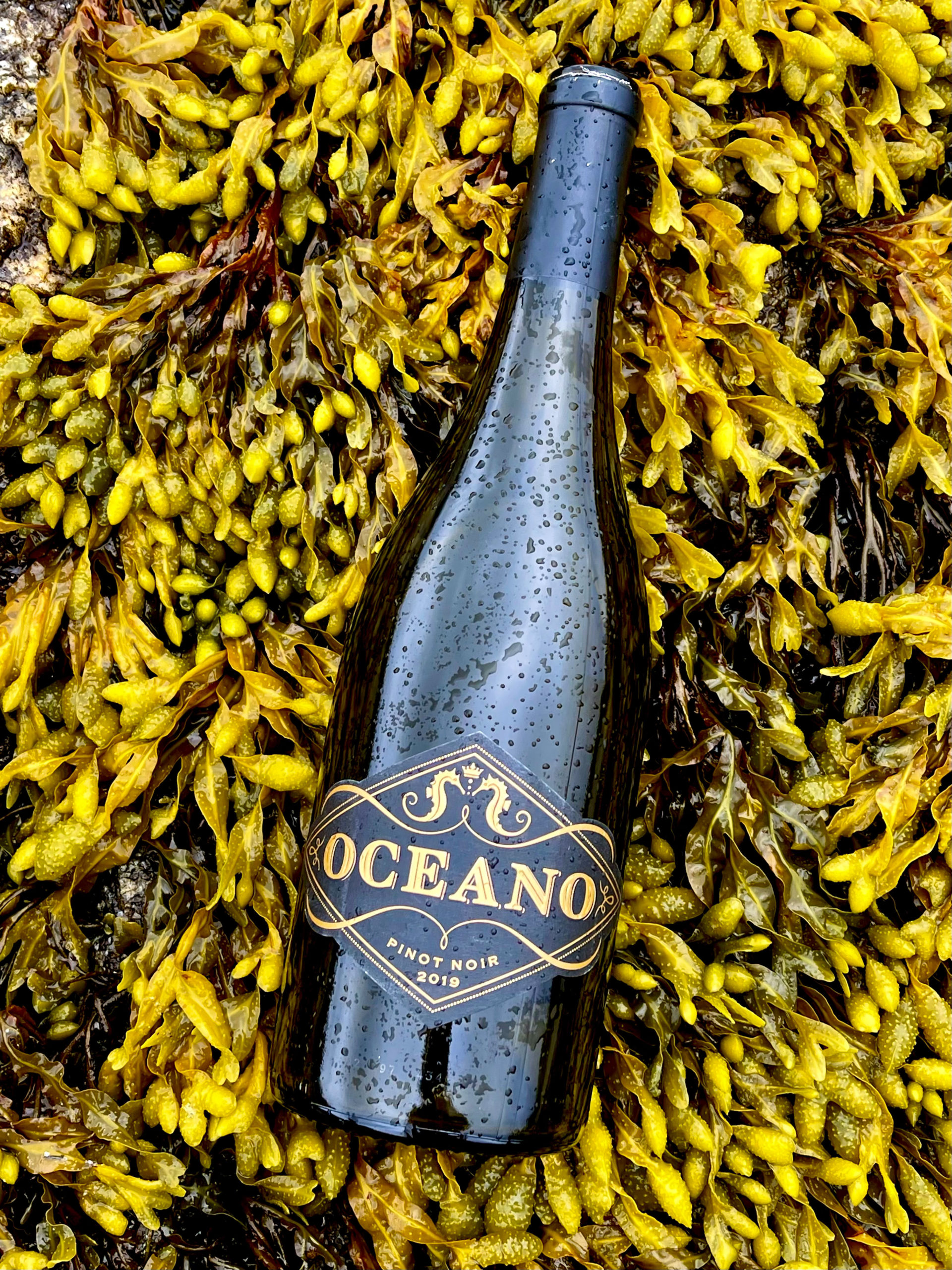 Chilled Oceano Pinot Noir bottle laid on sea kelp