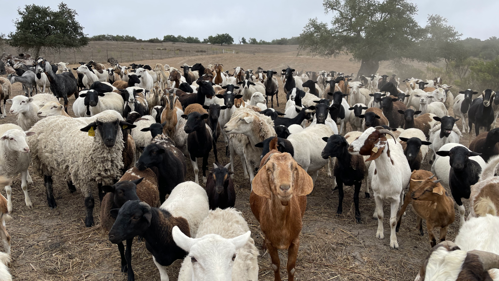 This is the image of a very large group of sheep and goats. The goats are of all shapes and sizes and colors including dark tan, white, and black and white. The image is in keeping with our sustainable wine company's blog post about what we do every day, not just on earth day, to reduce our carbon foot print, including using sheep and goats to mow (eat) grass vs. using gas-fueled vehicles.