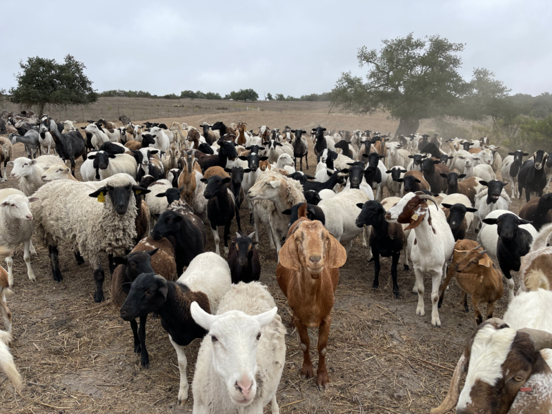 This is the image of a very large group of sheep and goats. The goats are of all shapes and sizes and colors including dark tan, white, and black and white. The image is in keeping with our sustainable wine company's blog post about what we do every day, not just on earth day, to reduce our carbon foot print, including using sheep and goats to mow (eat) grass vs. using gas-fueled vehicles.