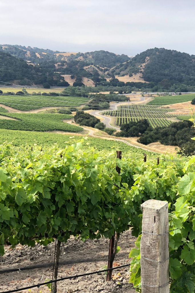 A vineyard located next to the mountains on a partly cloudy day.