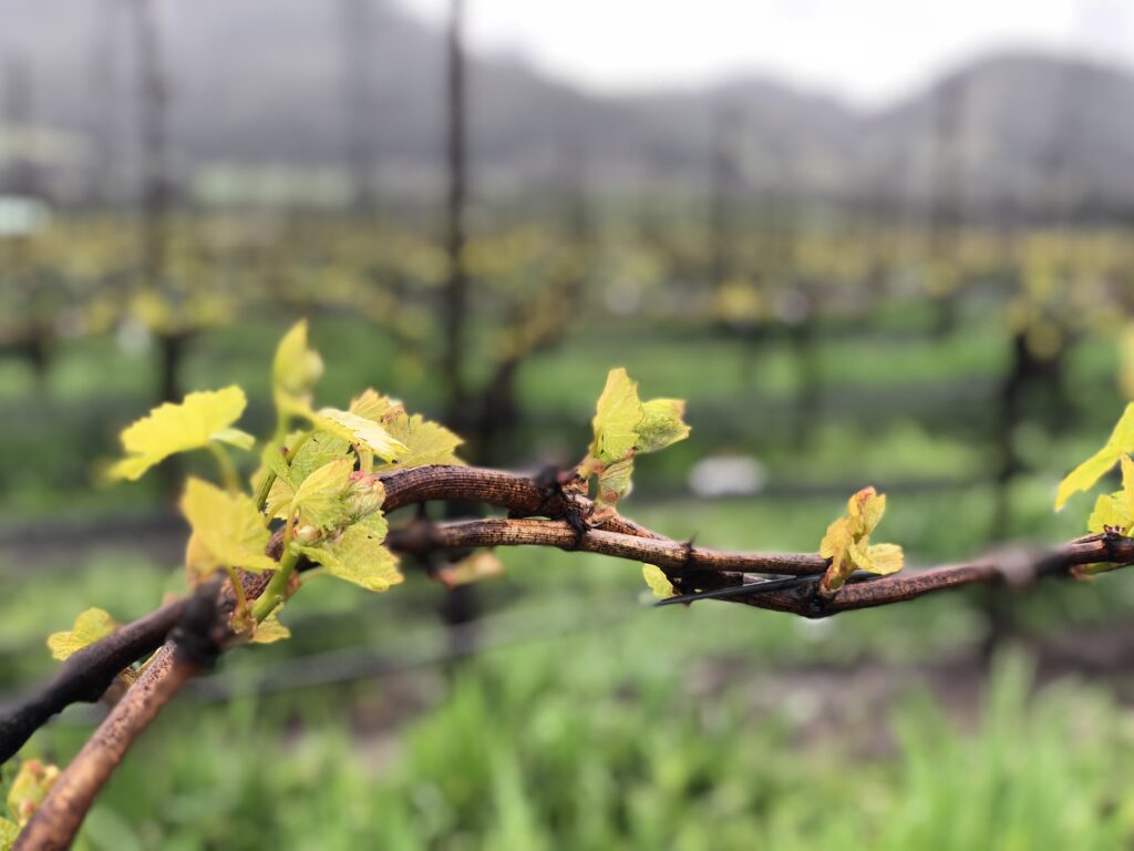 A close-up on a grapevine in a vineyard on the San Luis Obispo coast that produces chardonnay and pinot noir.