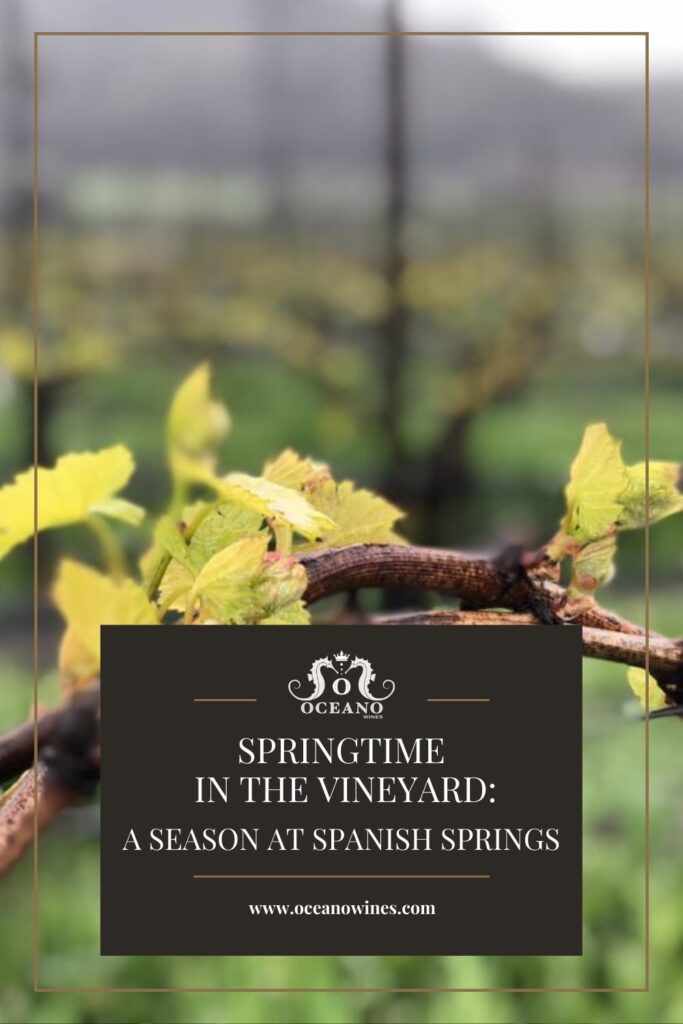 A pinnable blog post graphic for "Springtime in the Vineyard: A Season at Spanish Springs" from Oceano Wines.