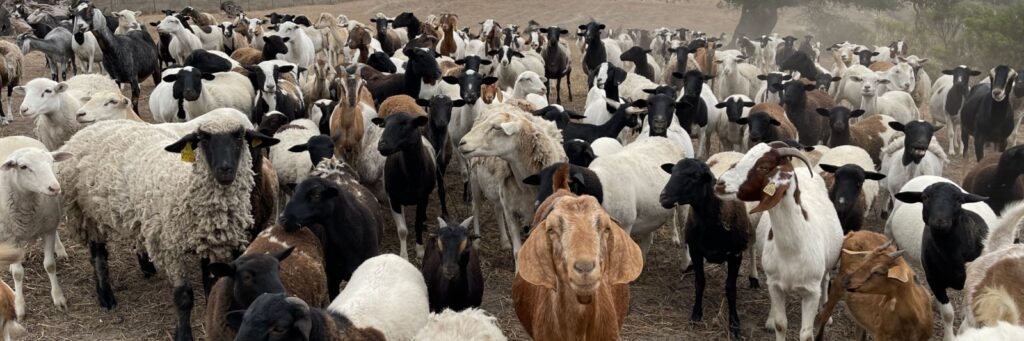 A wide shot of dozens of goats in a field of various colors: black, brown, tan, and white.