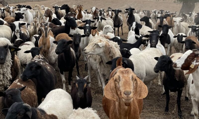 A wide shot of dozens of goats in a field of various colors: black, brown, tan, and white.