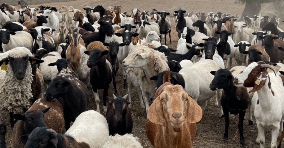 A wide shot of dozens of goats in a field of various colors: black, brown, tan, and white.