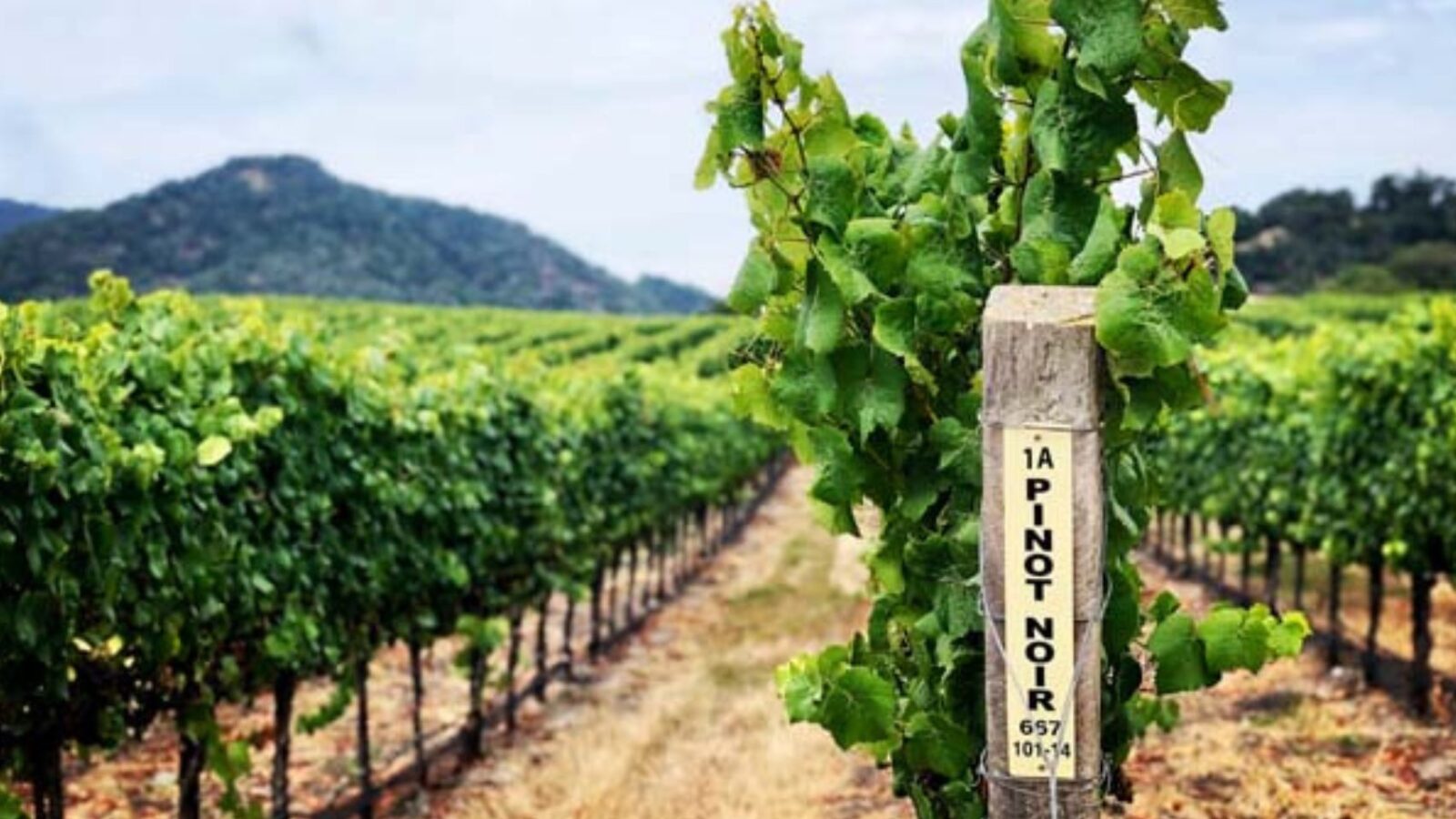 A wooden post labeled "pinot noir" at the end of a row of grapes in a vineyard.