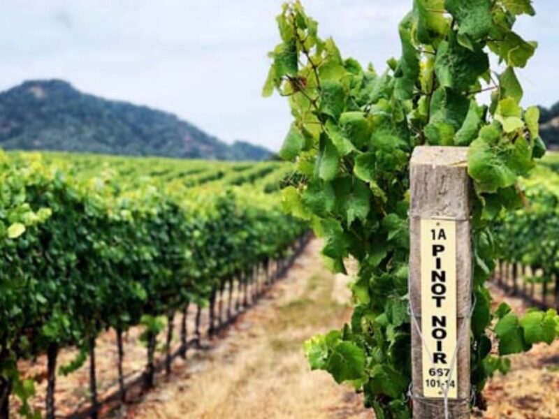 A wooden post labeled "pinot noir" at the end of a row of grapes in a vineyard.