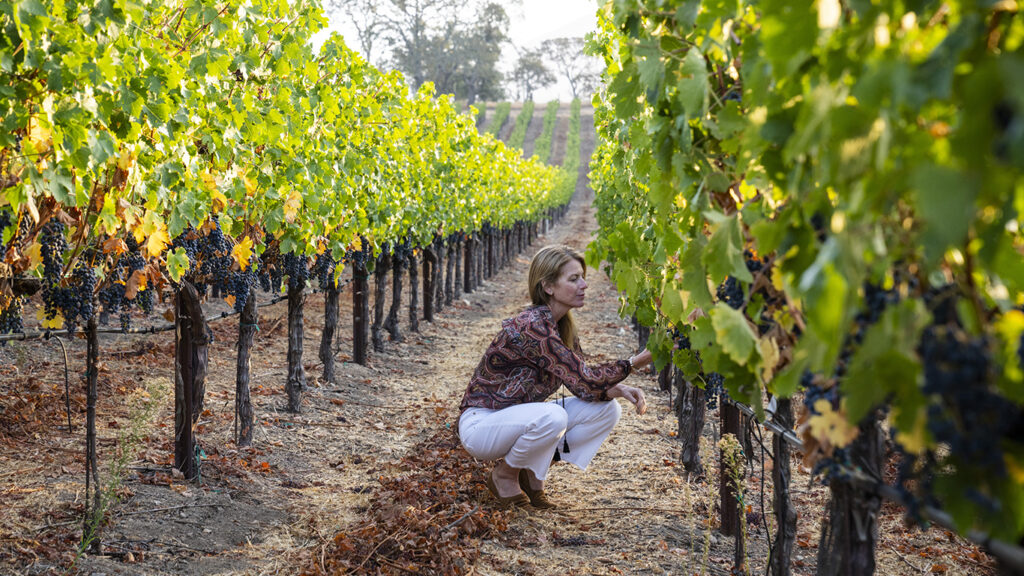 achel Martin checking grapes in one of her california wine vineyards.