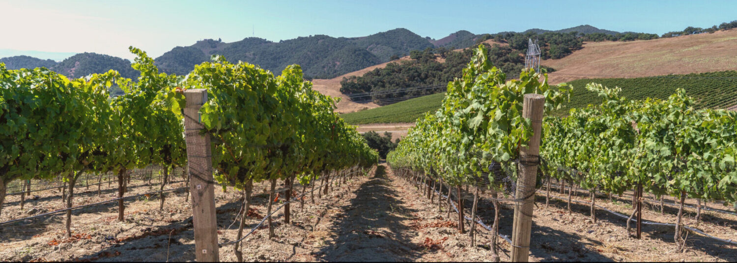 Wide landscape view of a wine vineyard with mountains in the background.