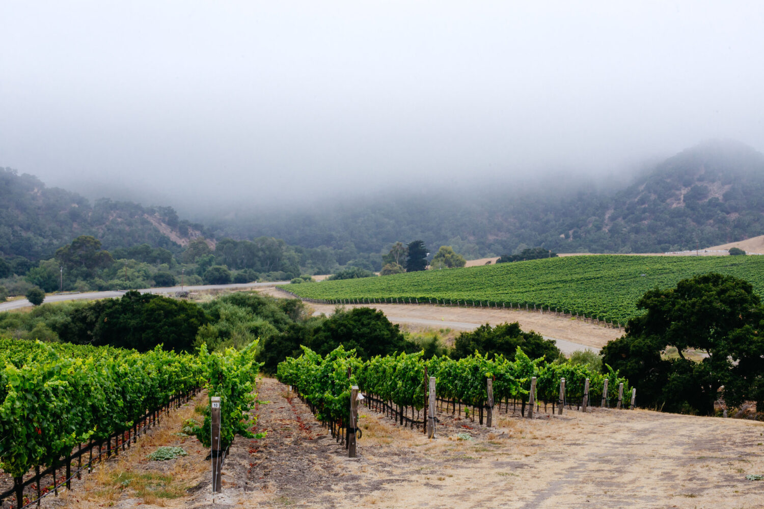 A foggy image of one of oceano wine vineyards.